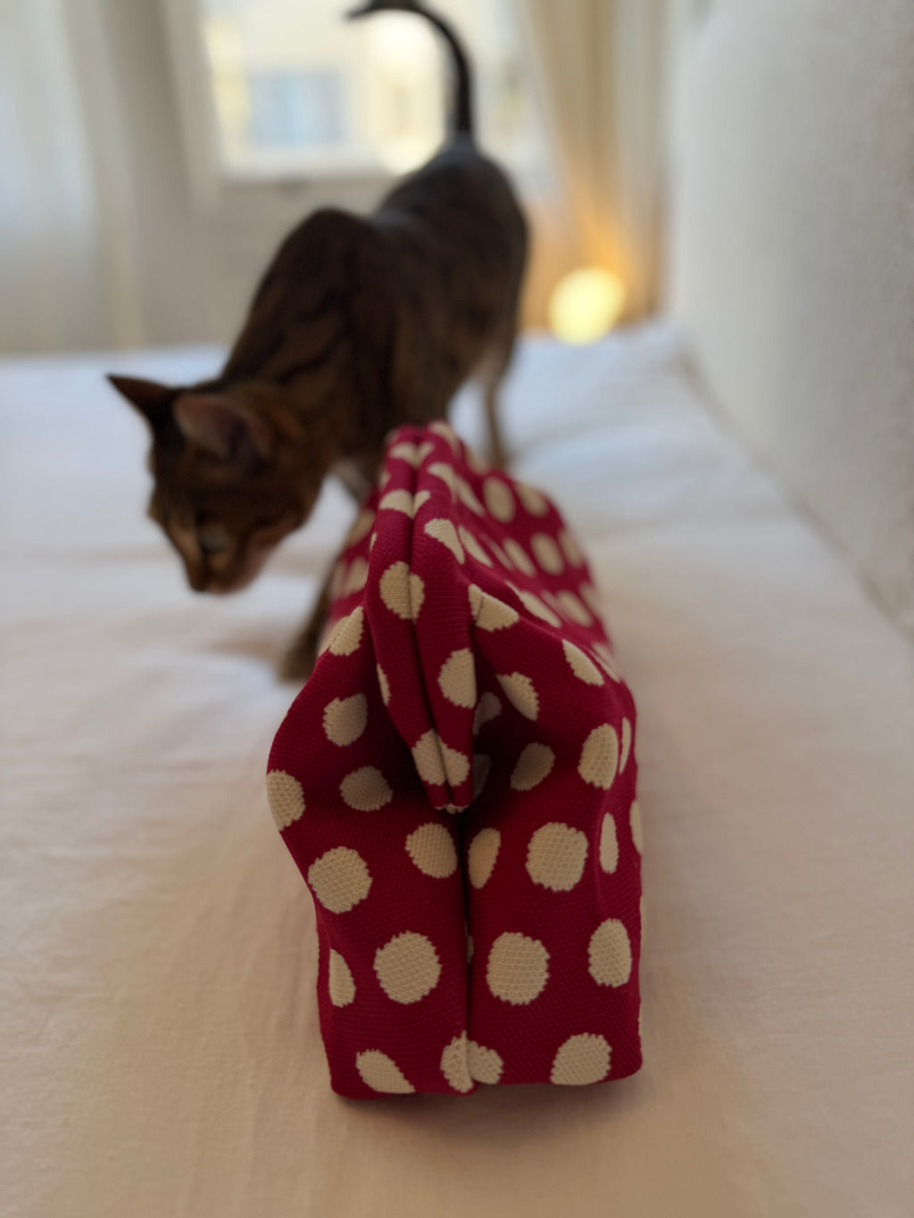 Ladybug